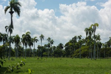 Very nice farmland near Cabarete