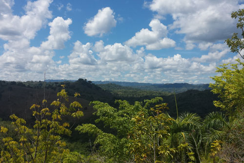 #4 Farmland with Ocean View