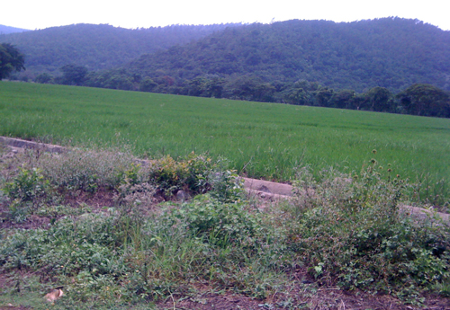 #0 Rice Farm Agriculture in La Vega