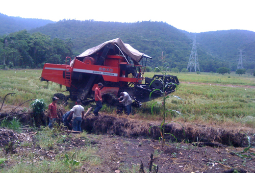 #6 Rice Farm Agriculture in La Vega