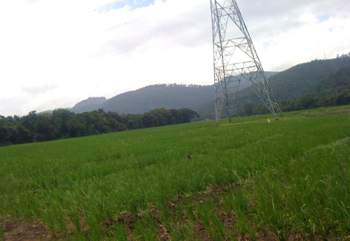 #1 Rice Farm Agriculture in La Vega