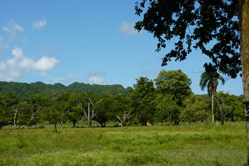 #6 Very nice farmland near Cabarete