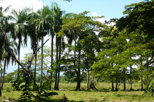 #5 Very nice farmland near Cabarete