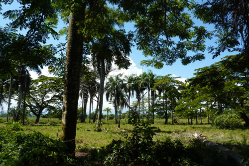 #4 Very nice farmland near Cabarete