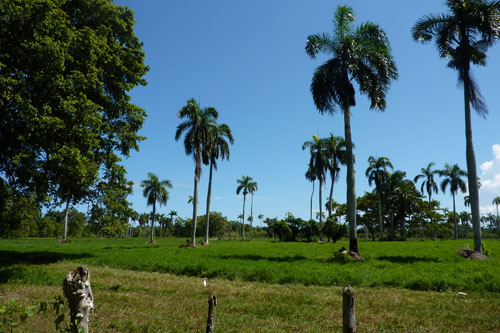 #3 Very nice farmland near Cabarete