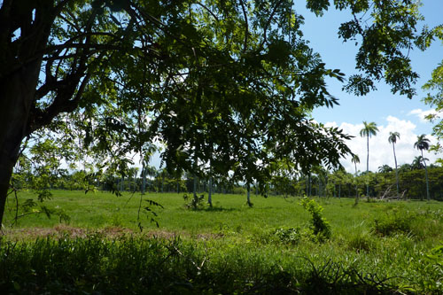 #7 Very nice farmland near Cabarete