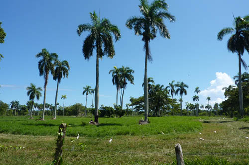 #8 Very nice farmland near Cabarete