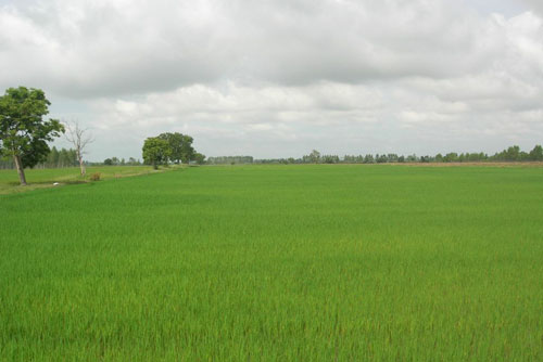 #2 Rice Farm with over 2,300 acres for sale - San Francisco-Nagua