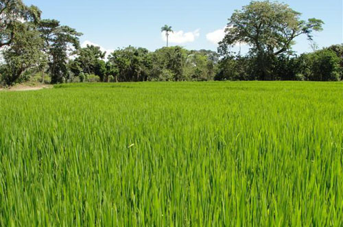 #1 Rice Farm with over 15000 acres for sale - San Francisco-Nagua