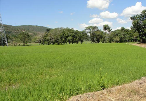 #0 Rice Farm with over 15000 acres for sale - San Francisco-Nagua