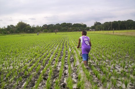 #3 Rice Farm with over 9,000 acres for sale - San Francisco-Nagua