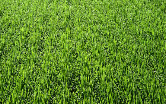 #4 Rice Farm with over 2,300 acres for sale - San Francisco-Nagua