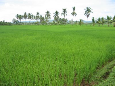 #6 Rice Farm with over 15000 acres for sale - San Francisco-Nagua