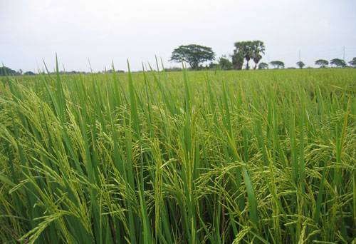 #5 Rice Farm with over 15000 acres for sale - San Francisco-Nagua