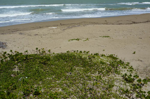 #3 One of the last beachfront parcels in Cabarete