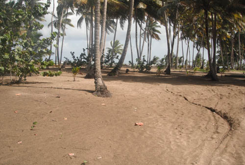 #6 Spectacular Parcel of Beachfront Land in Nagua