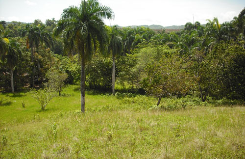 #1 Small Farmland with Marvellous View Sosua