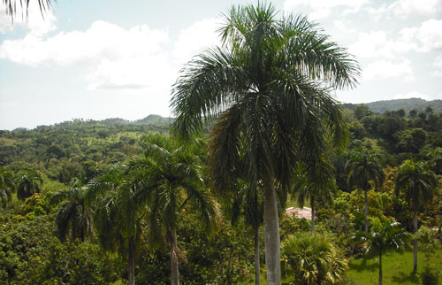 #2 Small Farmland with Marvellous View Sosua