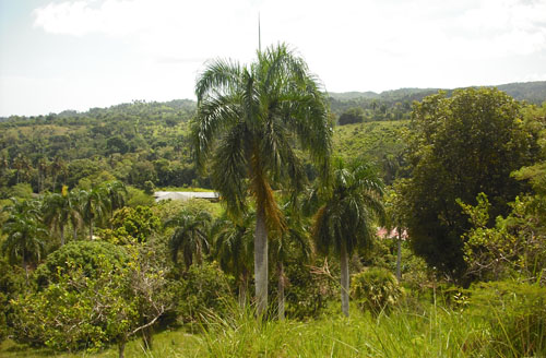 #0 Small Farmland with Marvellous View Sosua