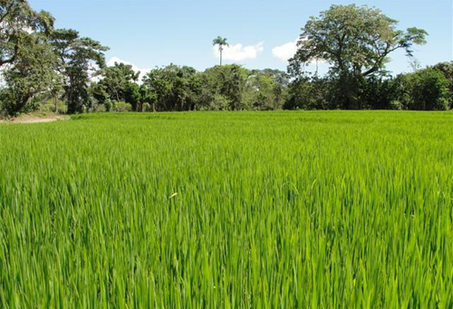 #3 Rice Farm Agriculture in La Vega