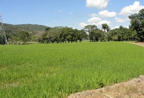 #9 Rice Farm Agriculture in La Vega