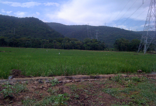#5 Rice Farm Agriculture in La Vega