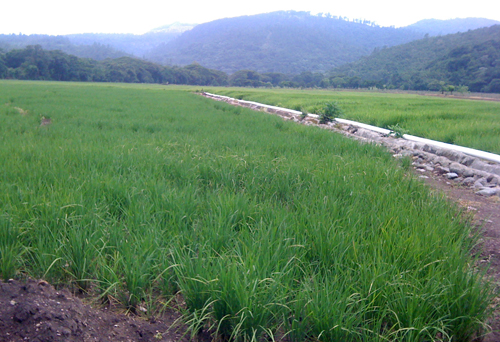 #2 Rice Farm Agriculture in La Vega