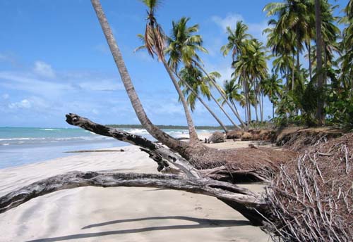 #3 Beachfront land at the beautiful Playa Coson