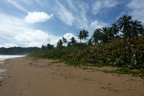 #7 Stunning beachfront land with wide frontage in Samana