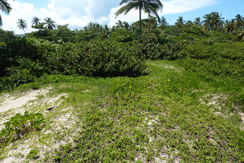 #5 One of the last beachfront parcels in Cabarete