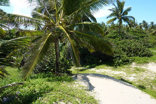 #4 One of the last beachfront parcels in Cabarete