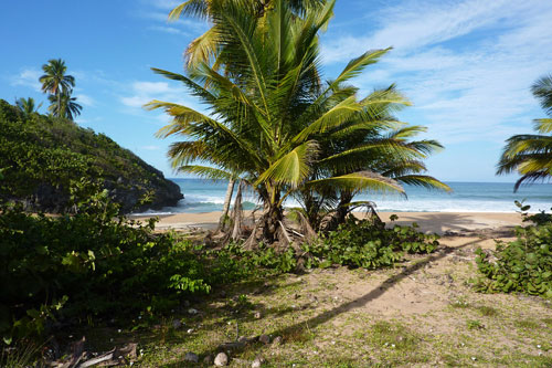 #7 Nice Beachfront land in Samana