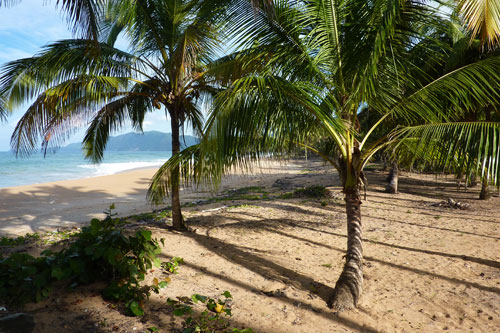 #9 Nice Beachfront land in Samana