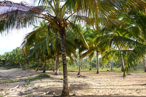 #8 Nice Beachfront land in Samana