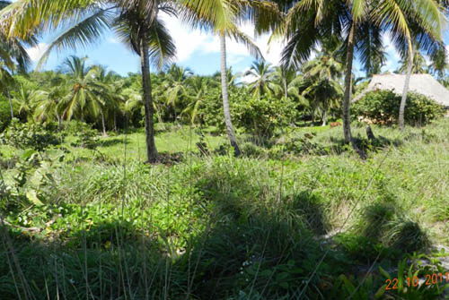 #2 Oceanfront Land in unspoilt area of Samana