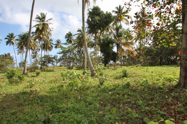 #5 Beachfront Lot in Cabarete with 150 meters beachfront