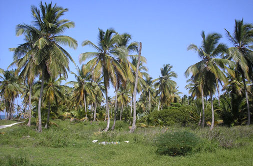 #5 Beautiful ocean front land near Bayahibe