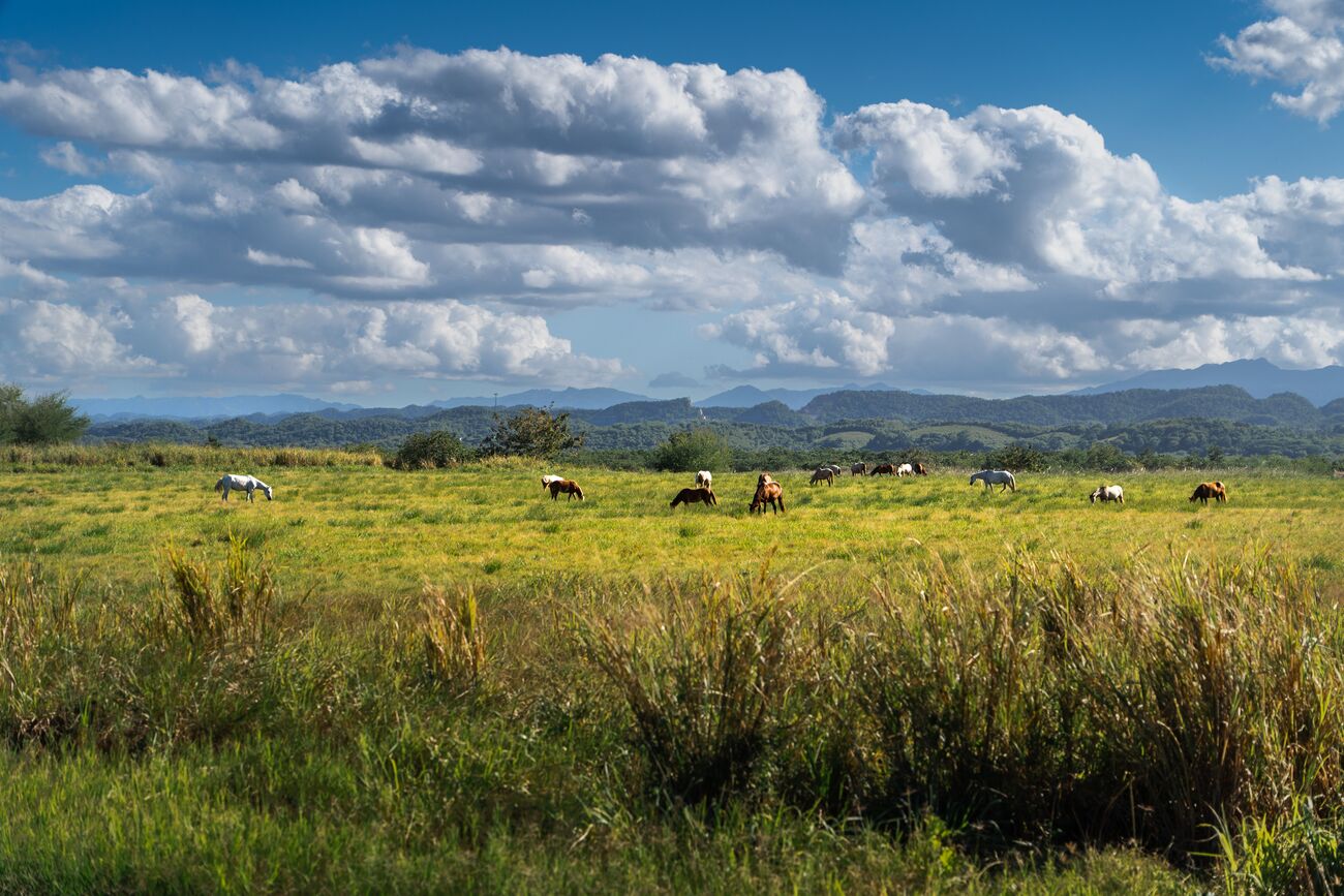 Expansive Rural Farm for Sale in Higüey, La Altagracia Province — La Altagracia, Dominican Republic