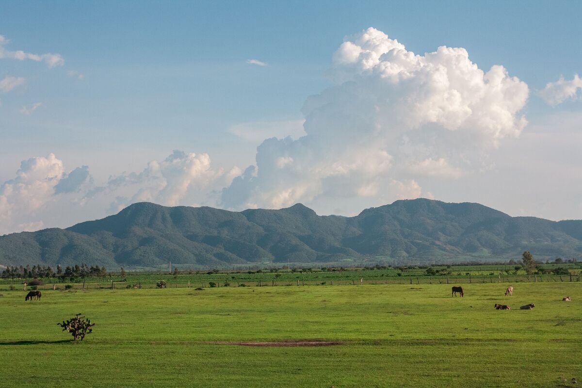Expansive Rural Farm for Sale in Higüey, La Altagracia Province — La Altagracia, Dominican Republic