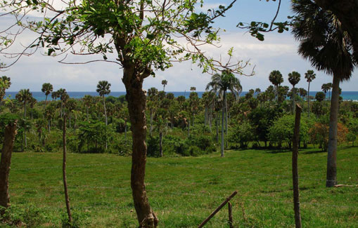 #10 Prime beachfront land for sale in Cabarete