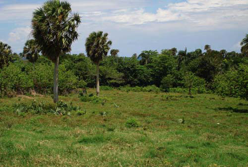 #7 Prime beachfront land for sale in Cabarete