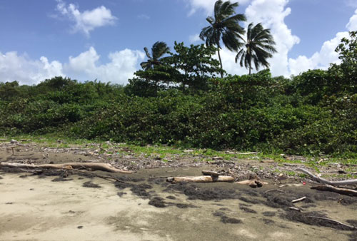 #5 Beach front land for sale near Cabarete